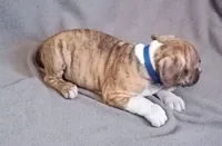 Male 2, a male American Bully for sale in Henderson, NV – Photo 2 of 2