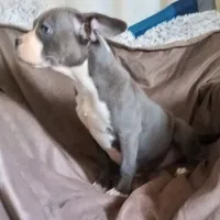 Girl 2, a female French Bulldog and American Bully for sale in Tucson, AZ – 2 of 2