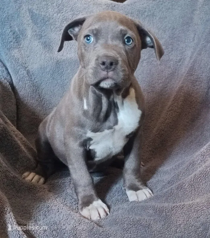 Female 1 – American Bully puppy on hold in Tucson, AZ