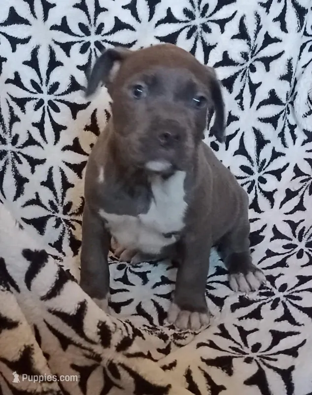 Female 1 – American Bully puppy for sale in Tucson, AZ