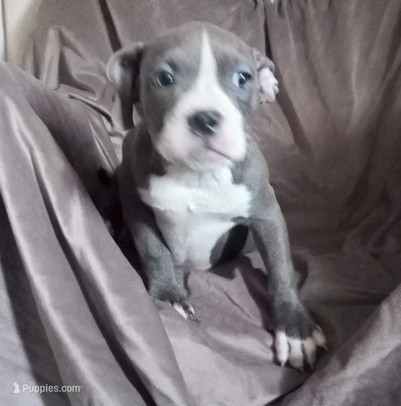 Girl 2 – French Bulldog, American Bully puppy for sale in Tucson, AZ