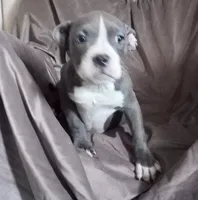 Girl 2, a female French Bulldog and American Bully for sale in Tucson, AZ – 1 of 2