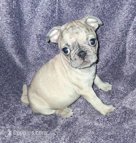 Merle Fawn Male 2 – Pug puppy for sale in Tucson, AZ