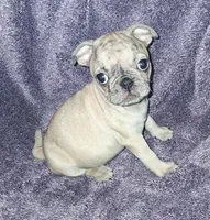 Merle Fawn Male 2, a male Pug for sale in Tucson, AZ – 1 of 1