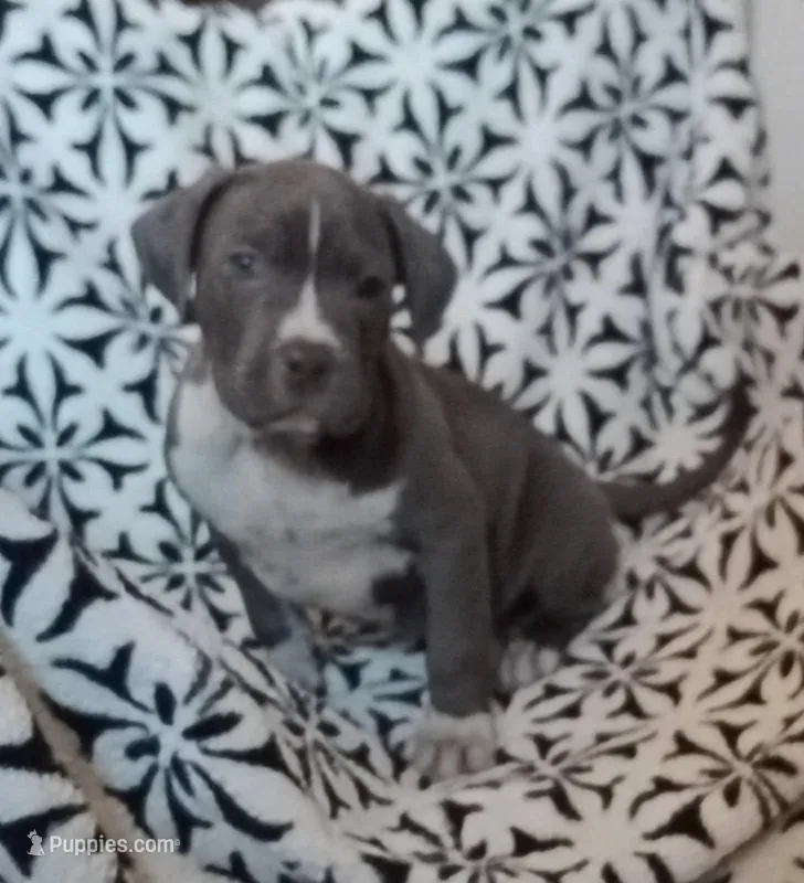 Male  – American Bully puppy on hold in Tucson, AZ