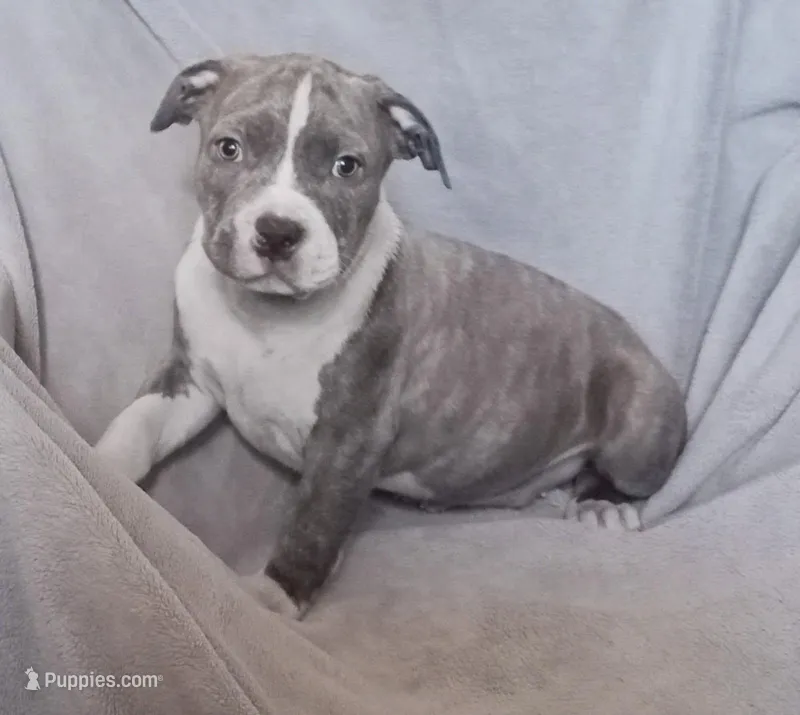 Blue Brindle Male 2 – American Bully puppy for sale in Tucson, AZ