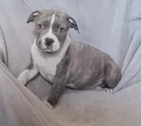 Blue Brindle Male 2, a male American Bully for sale in Tucson, AZ – 1 of 2