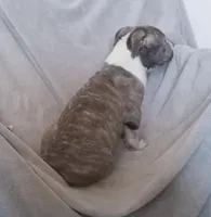 Blue Brindle Male 2, a male American Bully for sale in Tucson, AZ – 2 of 2