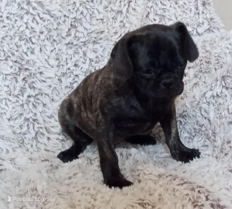 Brindle Male – Pug puppy for sale in Henderson, NV