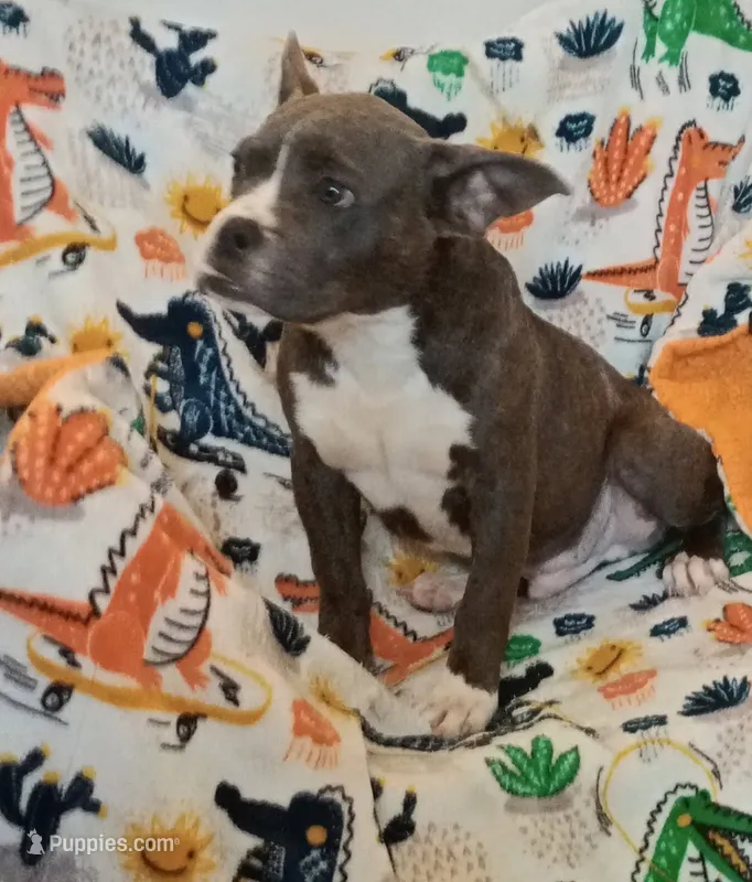 Boy 1 – French Bulldog, American Bully puppy for sale in Tempe, AZ