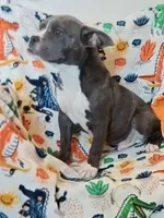 Male 1, a male French Bulldog and American Bully for sale in San Bernardino, CA – 2 of 2