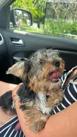 Stich, a male Yorkshire Terrier for sale in Naples, FL – 2 of 2