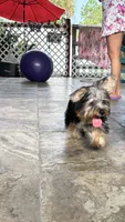 Lilo, a male Yorkshire Terrier for sale in Naples, FL – 9 of 9