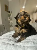 Tobi, a male Yorkshire Terrier for sale in Naples, FL – 3 of 4