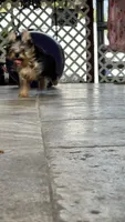 Lilo, a male Yorkshire Terrier for sale in Naples, FL – 8 of 9