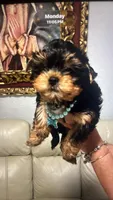 Stich, a male Yorkshire Terrier for sale in Naples, FL – 2 of 2