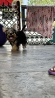 Lilo, a male Yorkshire Terrier for sale in Naples, FL – 7 of 9