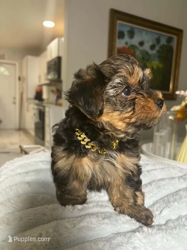 Tobi – Yorkshire Terrier puppy for sale in Naples, FL