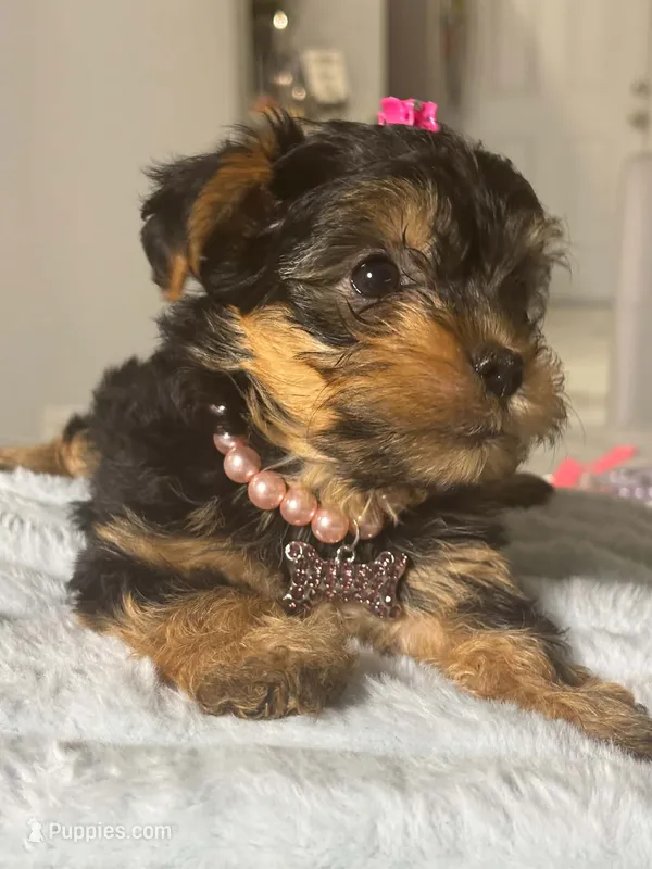 Ruby – Yorkshire Terrier puppy for sale in Naples, FL
