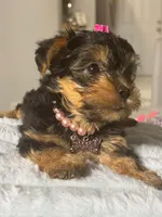 Ruby, a female Yorkshire Terrier for sale in Naples, FL – 1 of 3