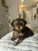 Tobi, a male Yorkshire Terrier for sale in Naples, FL – 2 of 4