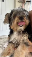 Lilo, a male Yorkshire Terrier for sale in Naples, FL – 2 of 9
