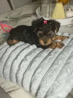 Ruby, a female Yorkshire Terrier for sale in Naples, FL – 3 of 3