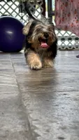 Lilo, a male Yorkshire Terrier for sale in Naples, FL – 3 of 9