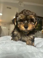 Tobi, a male Yorkshire Terrier for sale in Naples, FL – 4 of 4