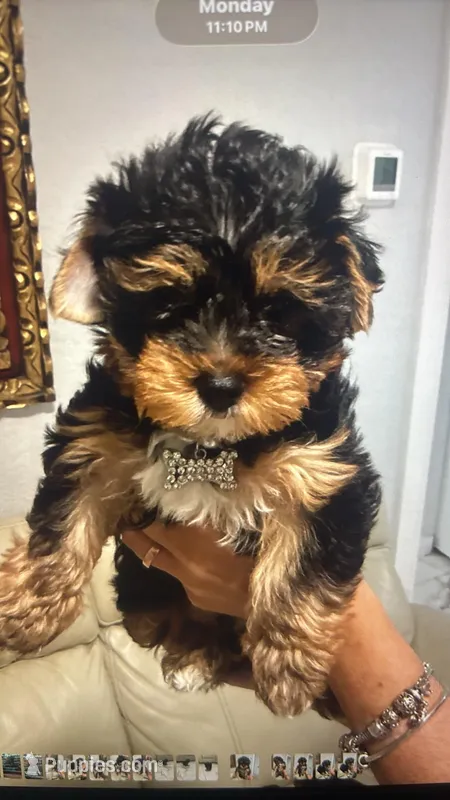 Lilo – Yorkshire Terrier puppy for sale in Naples, FL