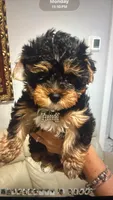 Lilo, a male Yorkshire Terrier for sale in Naples, FL – 1 of 2