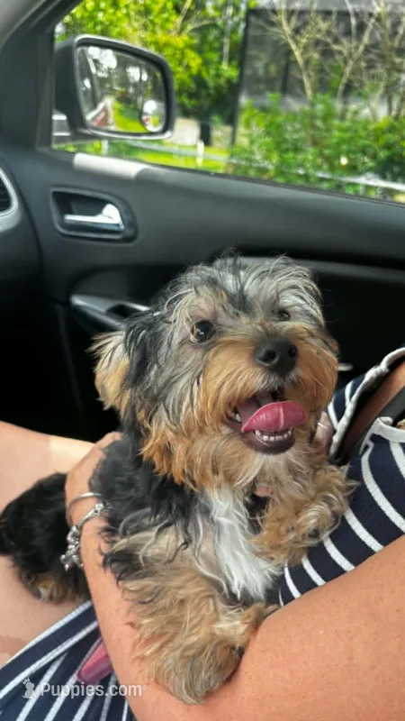 Stich – Yorkshire Terrier puppy for sale in Naples, FL