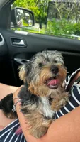 Stich, a male Yorkshire Terrier for sale in Naples, FL – 1 of 2