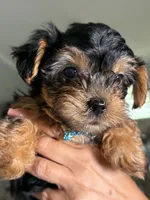 Mack, a male Yorkshire Terrier for sale in Naples, FL – 3 of 3
