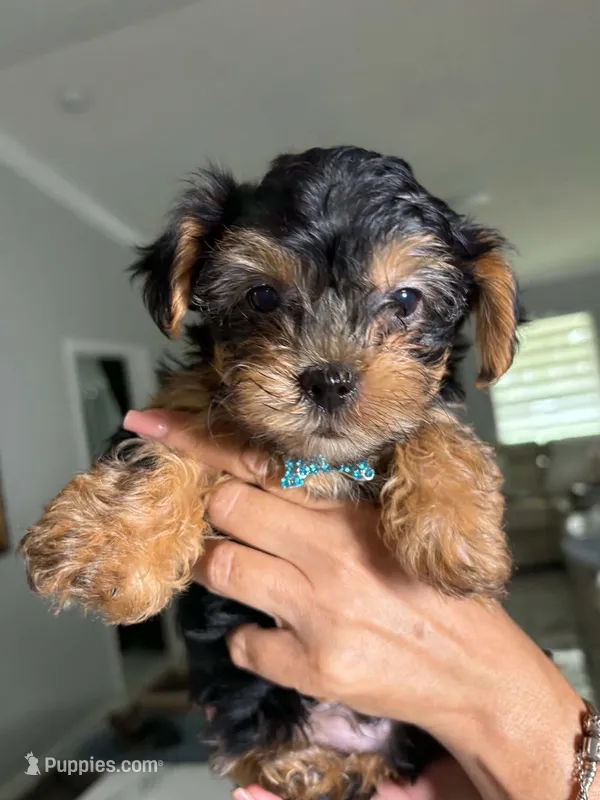 Mack – Yorkshire Terrier puppy for sale in Naples, FL