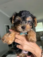 Mack, a male Yorkshire Terrier for sale in Naples, FL – 1 of 3
