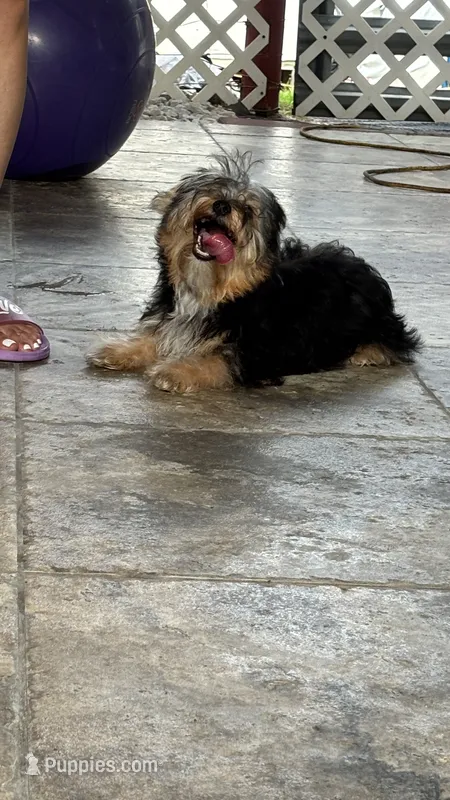 Lilo – Yorkshire Terrier puppy for sale in Naples, FL