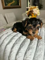 Mack, a male Yorkshire Terrier for sale in Naples, FL – 2 of 3