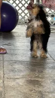 Lilo, a male Yorkshire Terrier for sale in Naples, FL – 6 of 9
