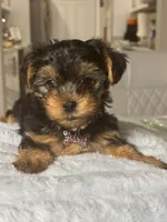 Ruby, a female Yorkshire Terrier for sale in Naples, FL – 2 of 3