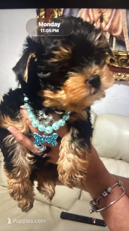 Stich – Yorkshire Terrier puppy for sale in Naples, FL