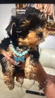 Stich, a male Yorkshire Terrier for sale in Naples, FL – 1 of 2