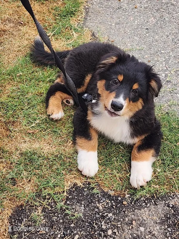 Brownie – Australian Shepherd puppy for sale in Downey, CA