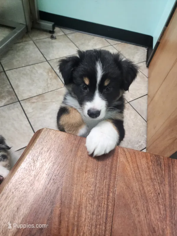 Mini Oreo – Australian Shepherd puppy for sale in Downey, CA