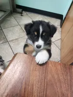 Mini Oreo, a male Australian Shepherd for sale in Downey, CA – 1 of 5