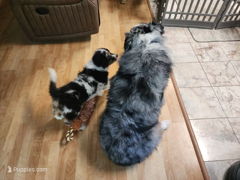 STAINS – Australian Shepherd puppy for sale in Downey, CA