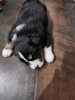 Mini Oreo, a male Australian Shepherd for sale in Downey, CA – 2 of 5