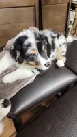 STAINS, a male Australian Shepherd for sale in Pico Rivera, CA – 2 of 2