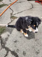 Mini Oreo, a male Australian Shepherd for sale in Downey, CA – 3 of 5