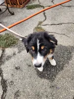 Mini Oreo, a male Australian Shepherd for sale in Downey, CA – 4 of 5